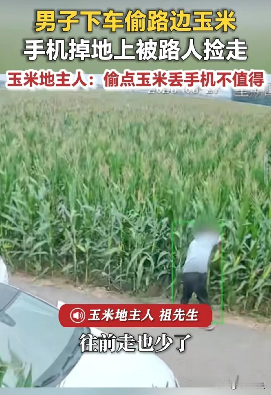 河北邯郸，男子开车路过一片玉米地，他将车停下，偷了好几个玉米。没想到，动作太大，