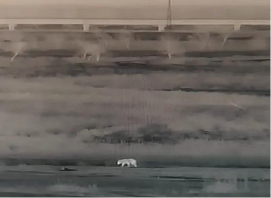 佳木斯边境惊现“熊出没” ！

图1为黑熊出现在田间 图片由佳木斯边境管理支队街