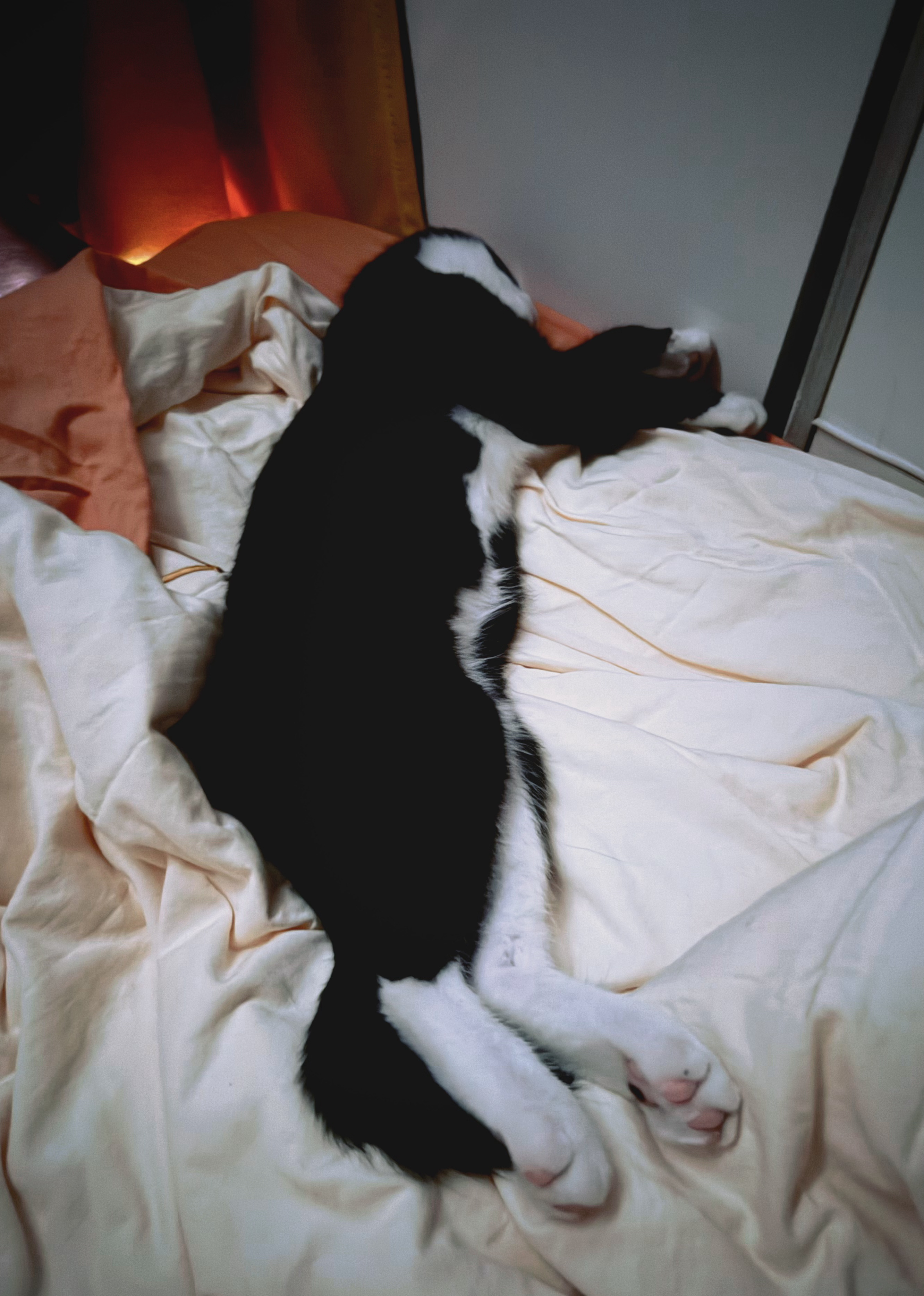 小猫好乖。他喜欢睡我脚边，午睡也是。我睡得迷迷糊糊，一翻身脚搭他肚子上了，他惨叫