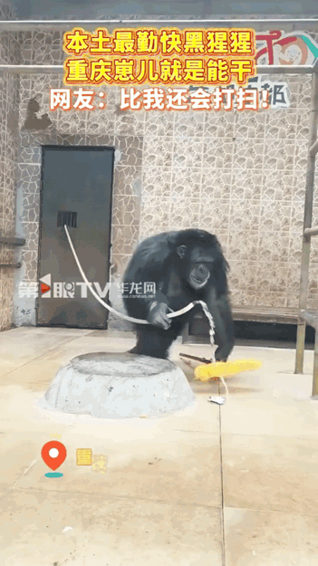 重庆这只黑猩猩都火到新华社啦！
        快过年了，许多家庭都忙着打扫卫生