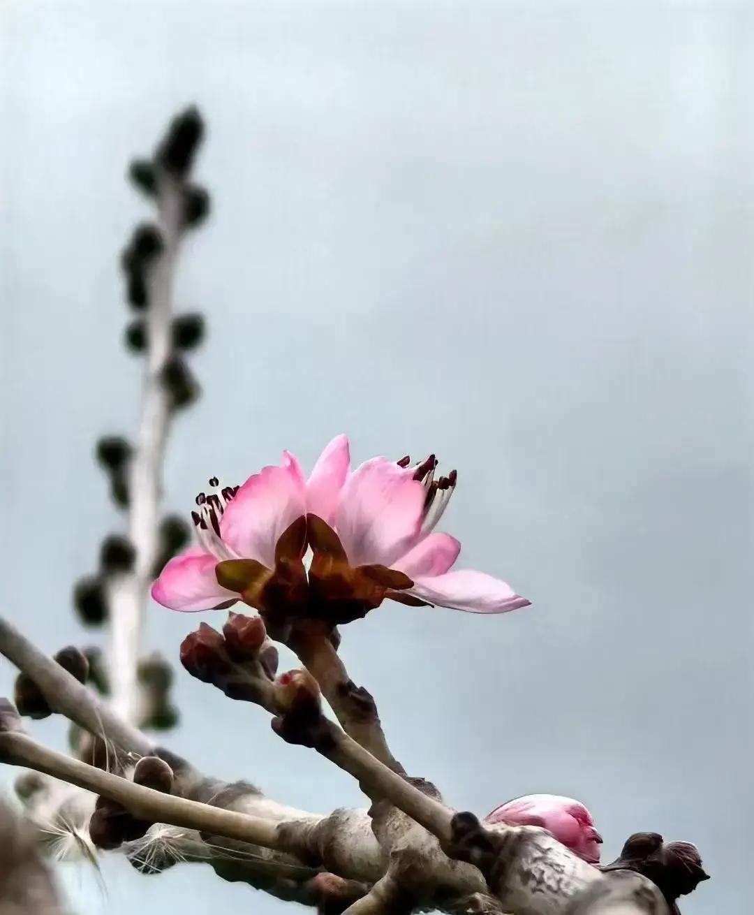 山桃花咋开得这么早呢

近几日，颐和园西堤一株急性子的山桃树提早开出了零零星星的