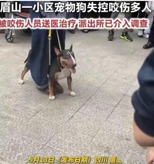 四川仁寿3岁女童被咬的事，我最愤怒的不是狗，是那个狗主人。狗绳拿在手里，狗却没拴
