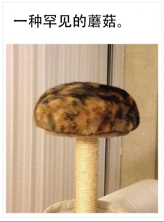 #meme# ​​​