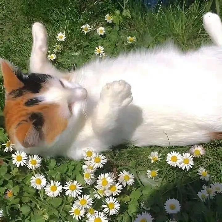 🐈🌼