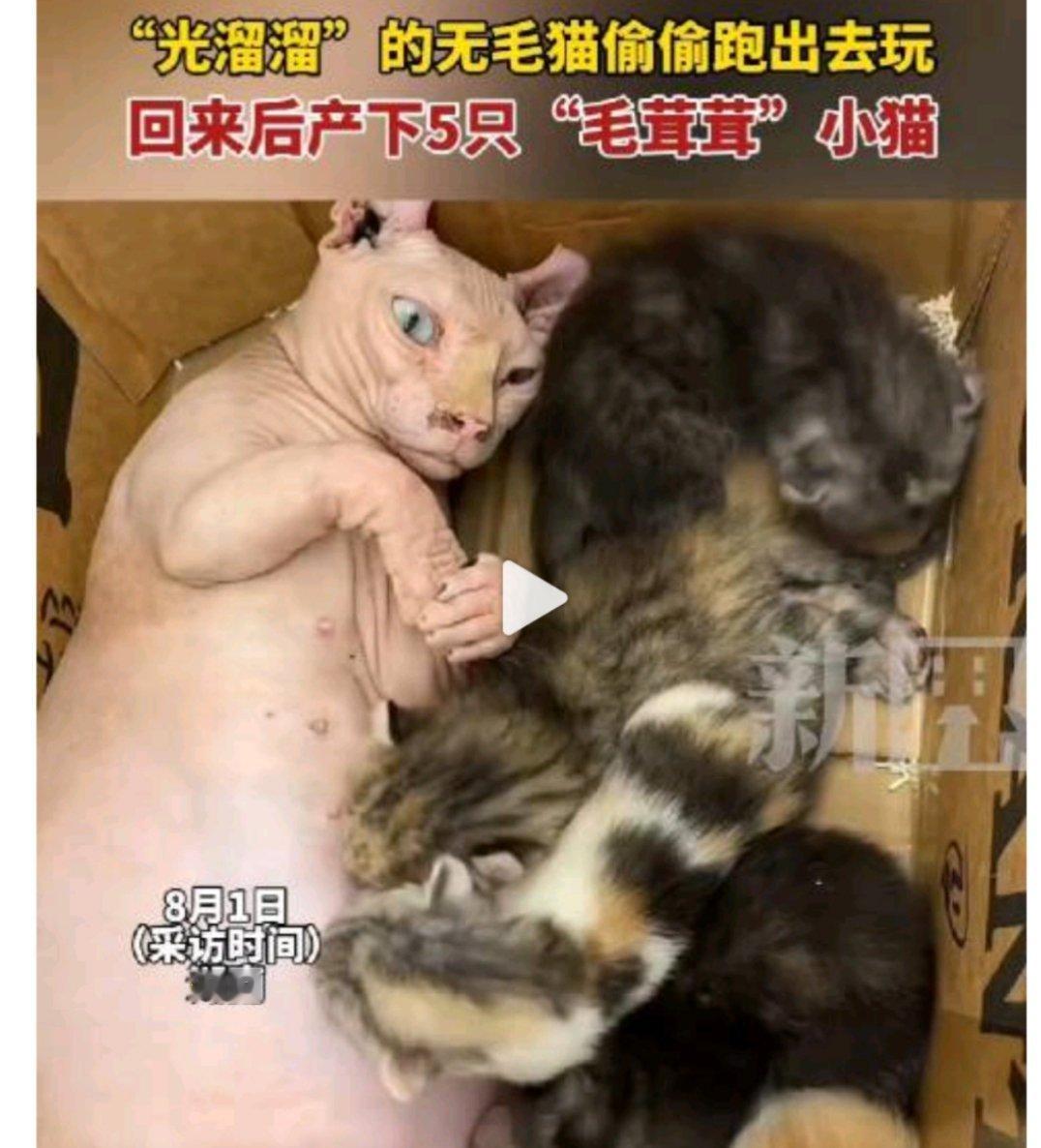 无毛猫偷跑出去怀孕产下5只毛孩子无毛猫:毛绒绒的真舒服[喵喵]，不过主人估计要裂