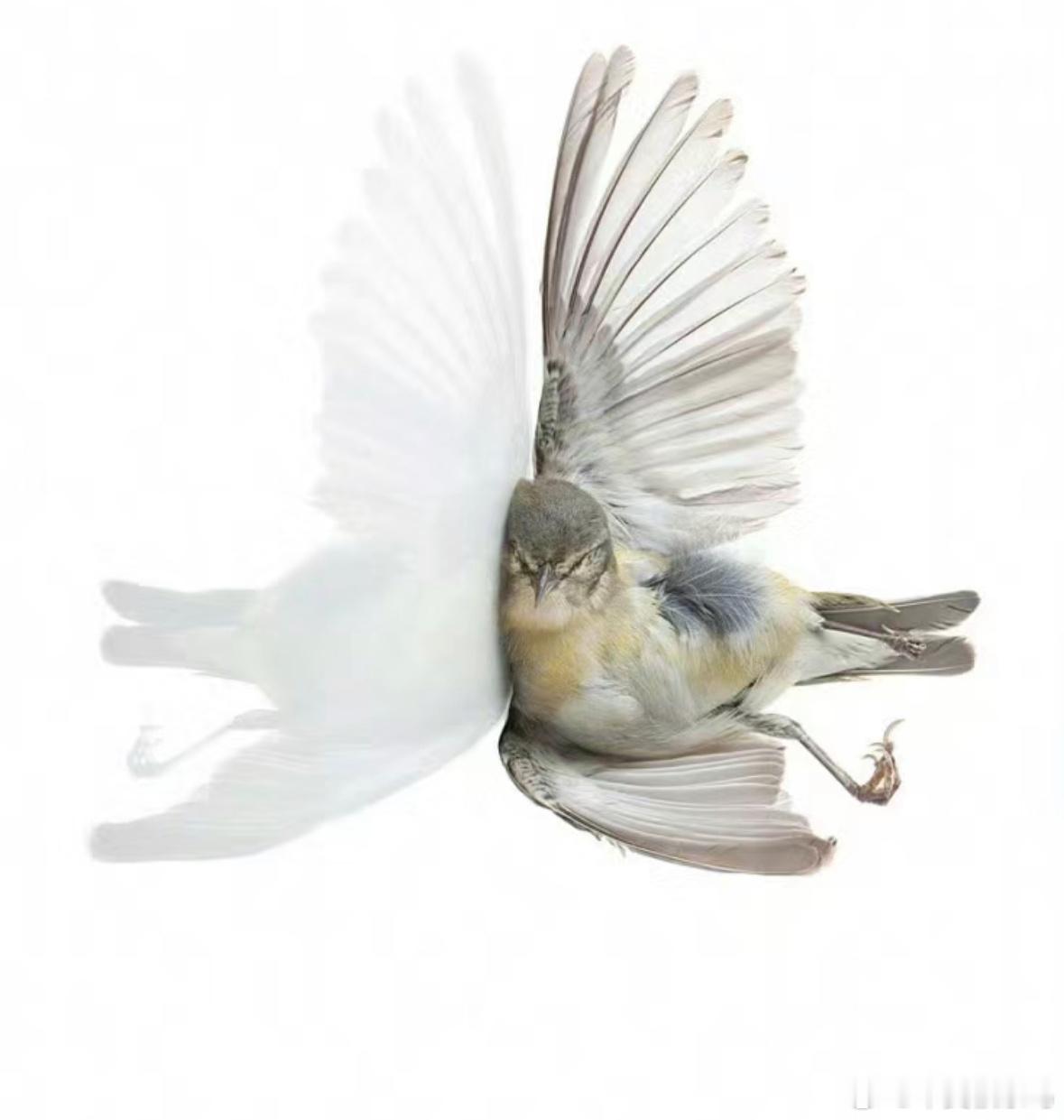 #撞玻璃的鸟# 一组鸟撞玻璃的模拟图美国摄影师收集了一些在迁徙季节死去的小鸟用这