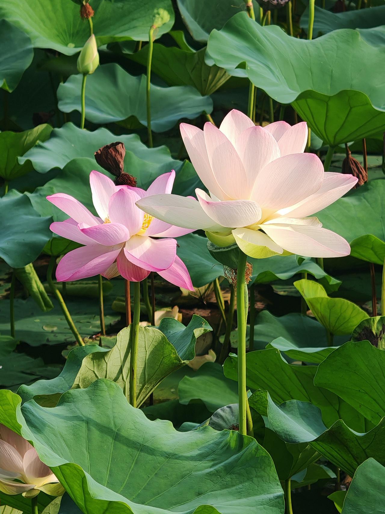 生活就像一幅绚丽多彩的画卷，每一个点滴都是独特的色彩。我喜欢记录生活，无论是清晨