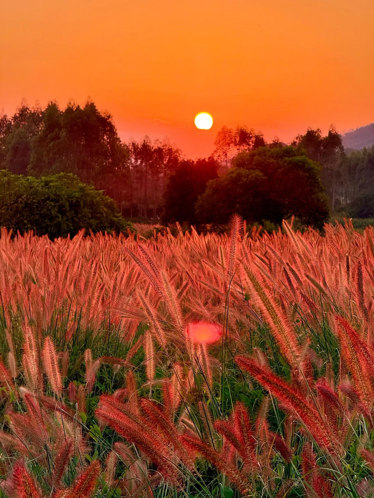 夕阳漫过成片狼尾草，霞光铺满大地。

落日从不会匆忙，静静挥洒温柔的光芒。

看