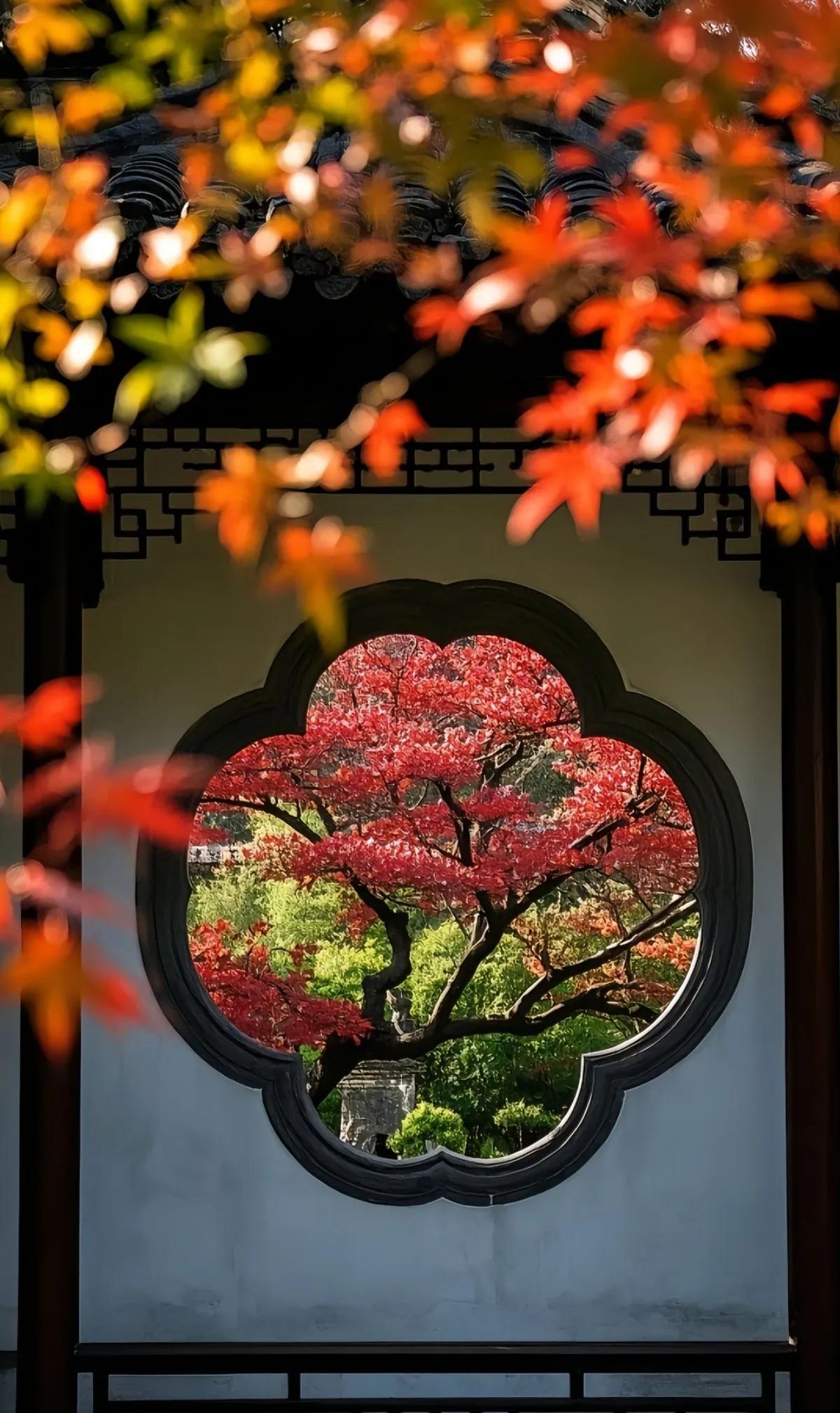 秋叶映窗明，红影入诗行。秋叶宛如诗画 秋叶如诗如画 秋霜染红了树叶 霜枫秋色 秋