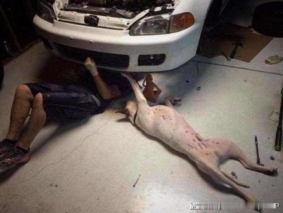 我表示：对于修车我是认真的