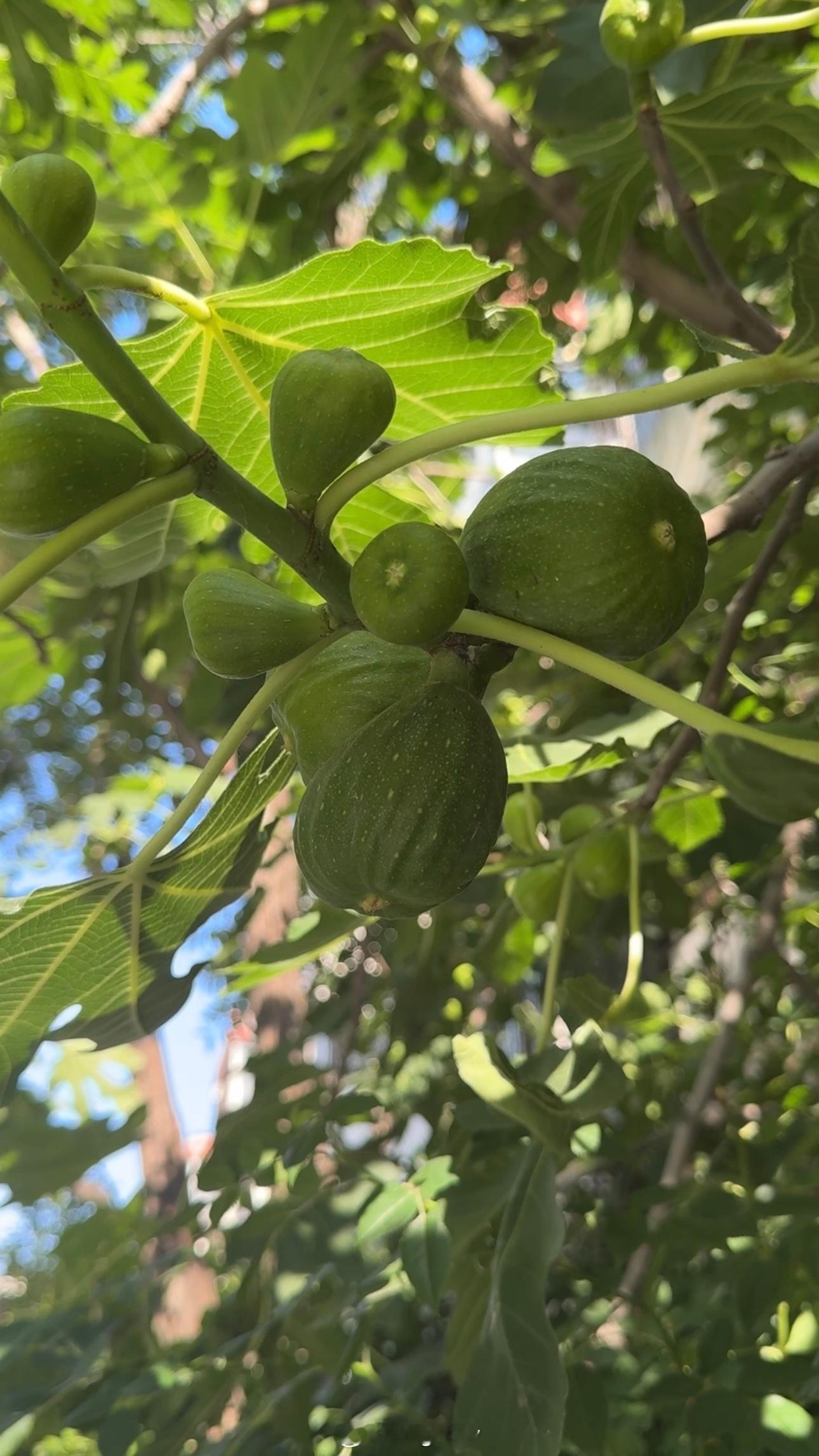 楼下的葡萄、丝瓜开花、苹果、月季花、无花果、山楂。等待成熟…晚安啦ʕ.•᷅ࡇ•᷄