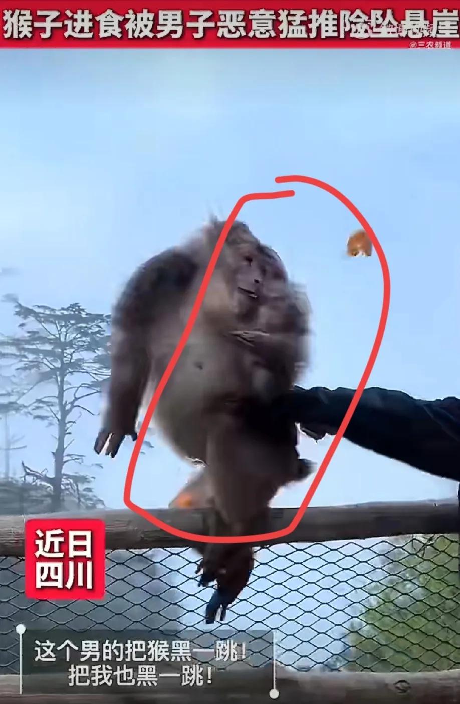 四川乐山，一只猴子正蹲在悬崖边安安静静剥橘子吃，一个男人悄无声息靠近，突然伸出手