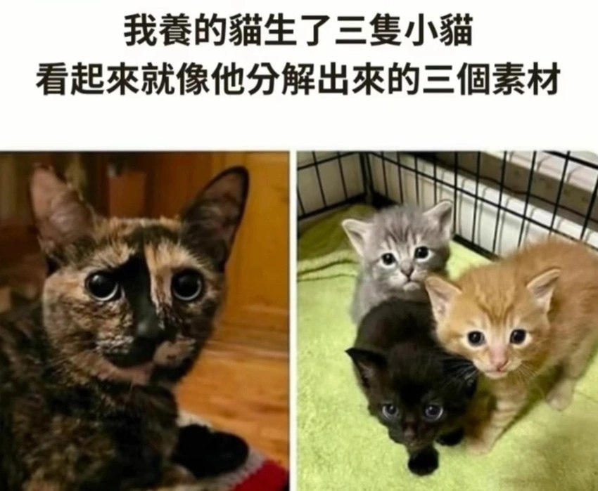 猫猫三原色 