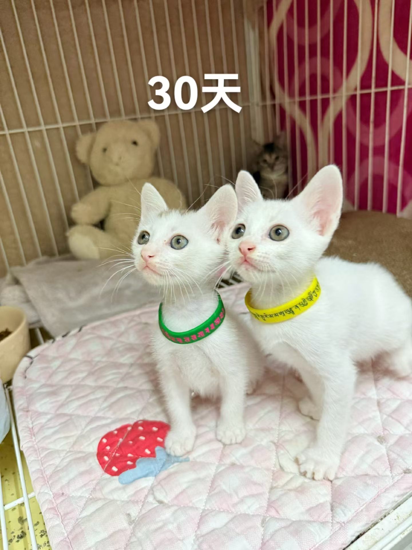 宝宝们的成长记录。。。每一分钟都像记录自己的孩子👶。。。深圳领养猫咪 深圳