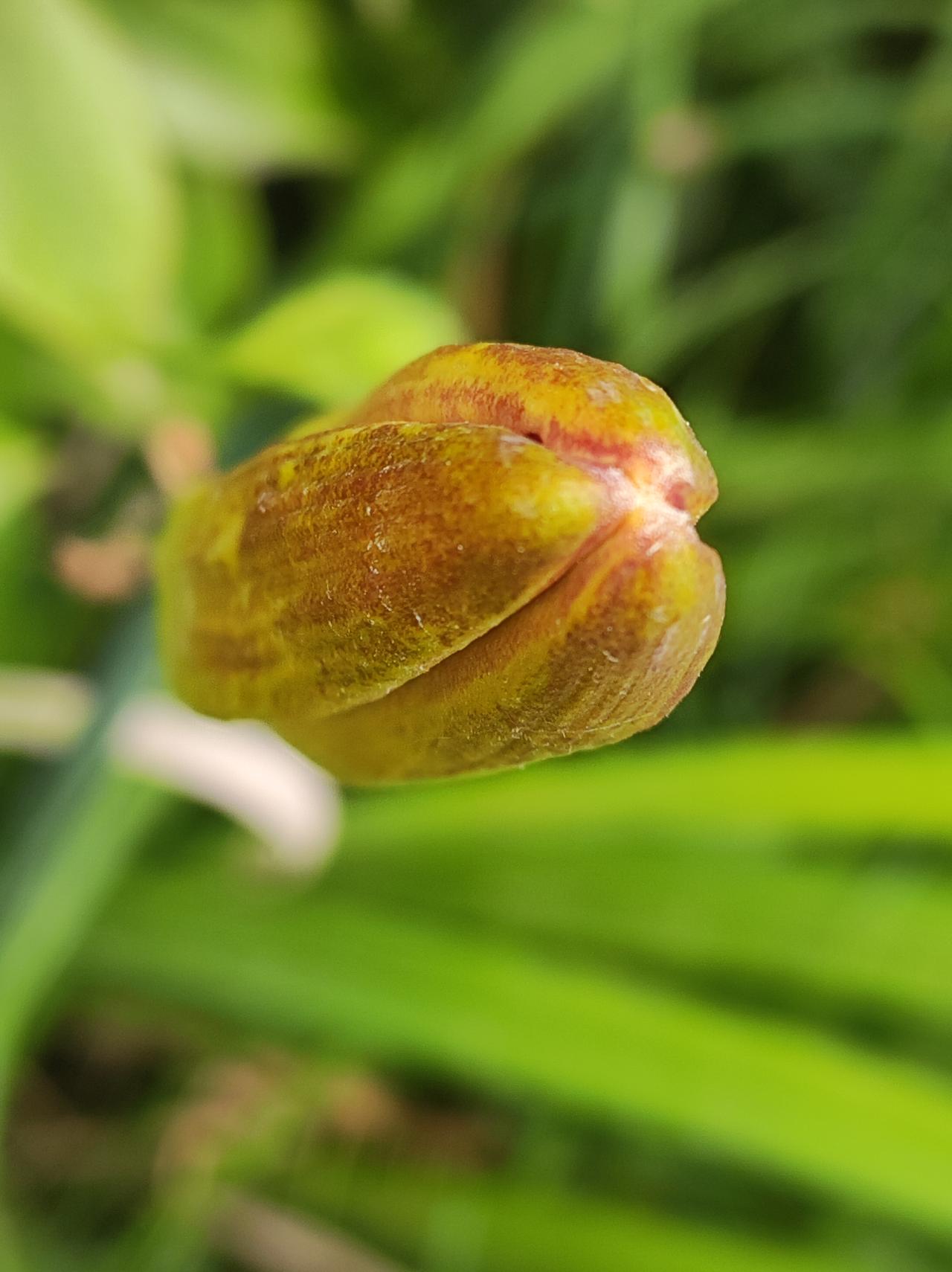路边的萱草花