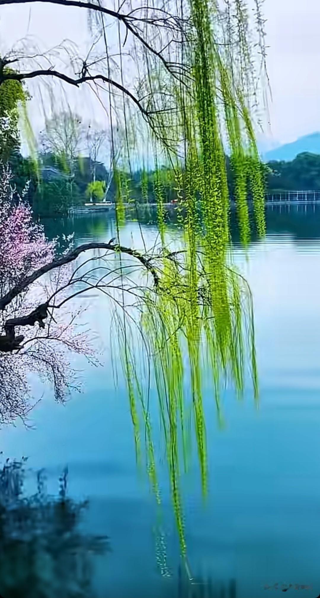 七律·烟柳
万缕柔丝蘸水轻，
鹅黄初染半溪晴。
烟笼浅岸丝垂玉，
风拂长堤絮绾云