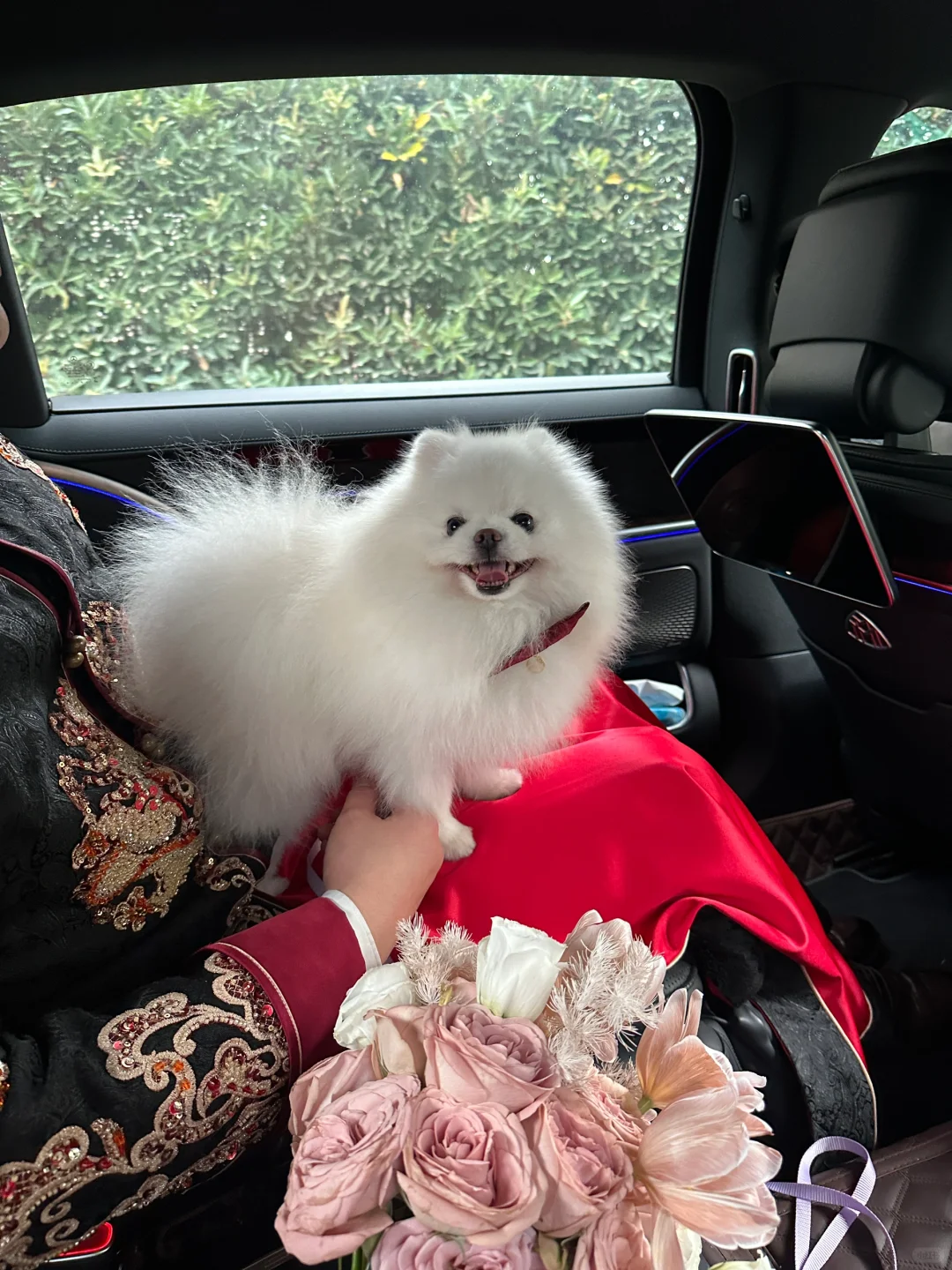 带着狗狗坐婚车 出嫁啦！💐