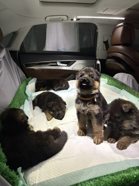 我宣布，它是这窝的颜霸