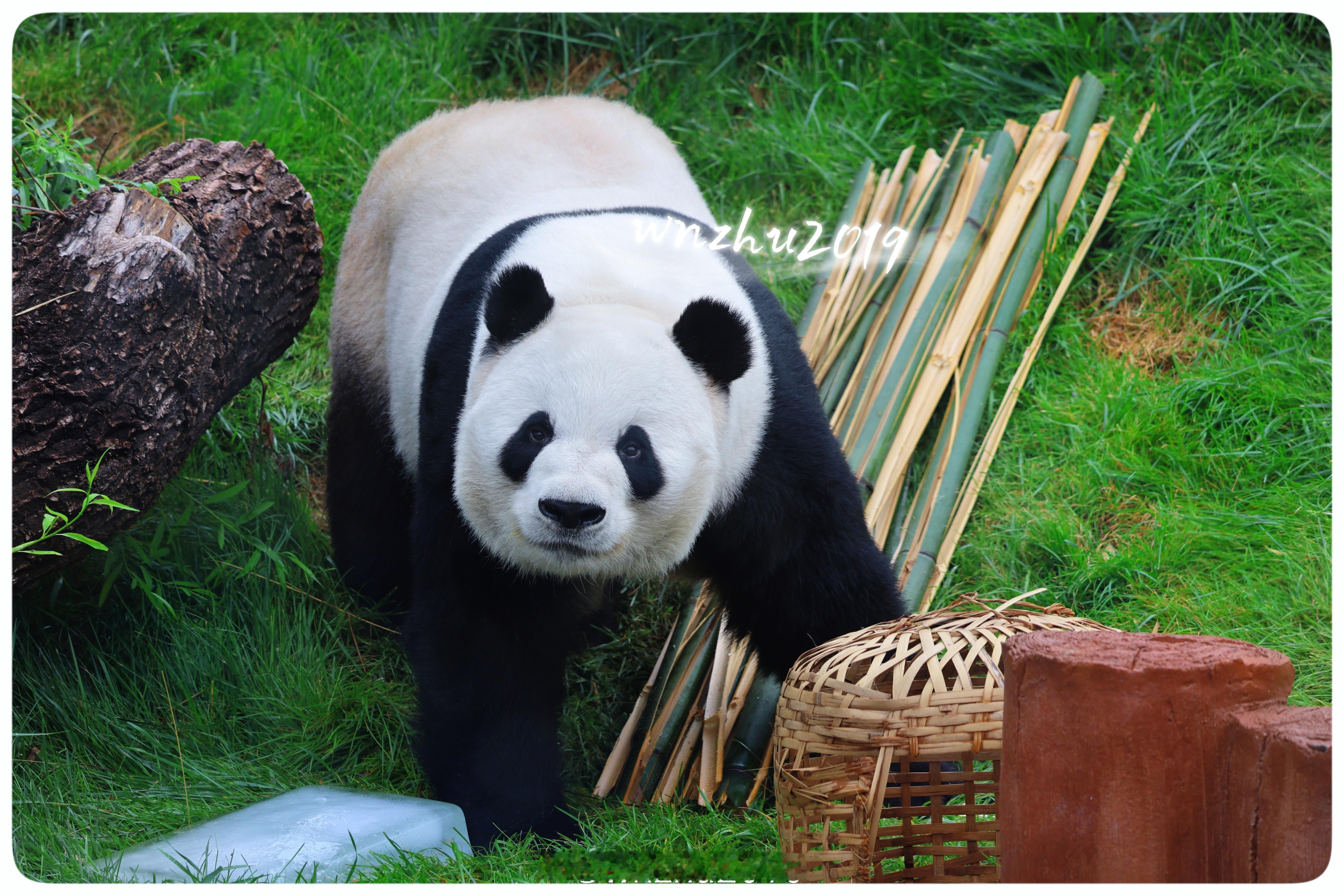 大熊猫萌兰 么么走过来:现在给我梯子也没用了吧！么么的生物钟调后了，之前八点40