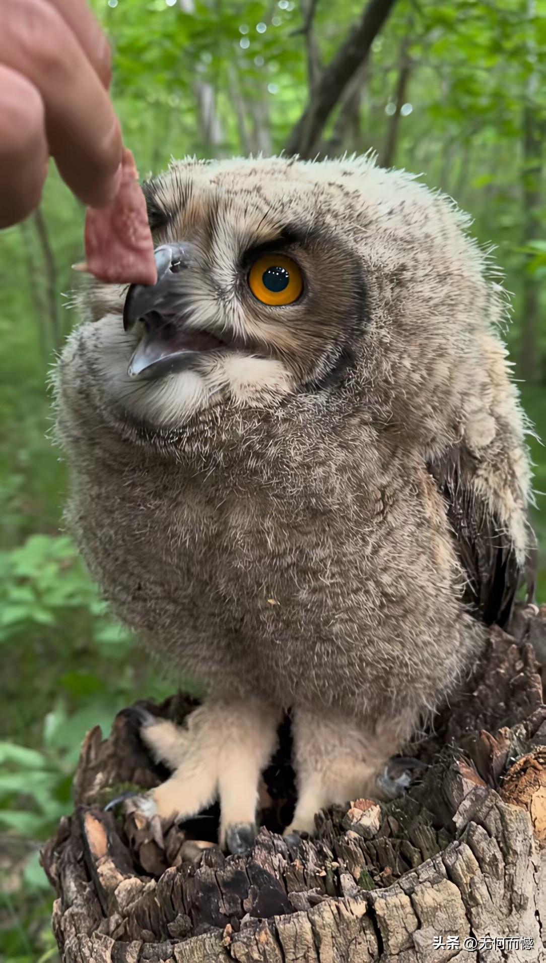 人和动物和谐相处的典范，这哥们儿拿来牛肉喂老鹰，老鹰对他也不害怕，这种现象并不常