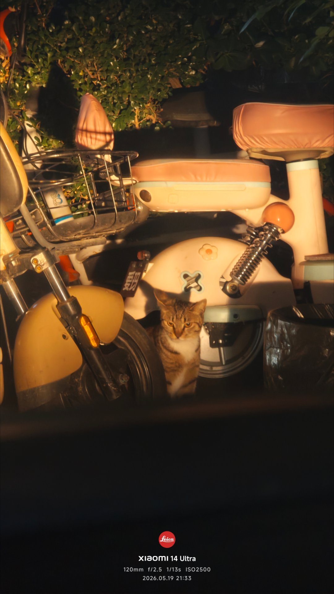 晚安 🐱 