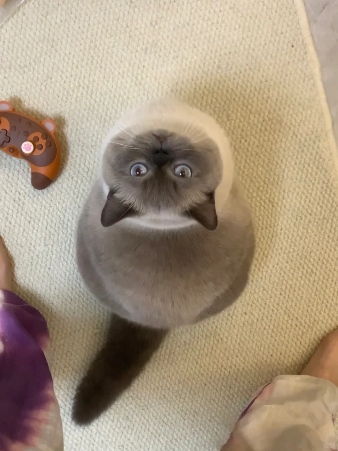 宝宝你是个双色甜筒🍦