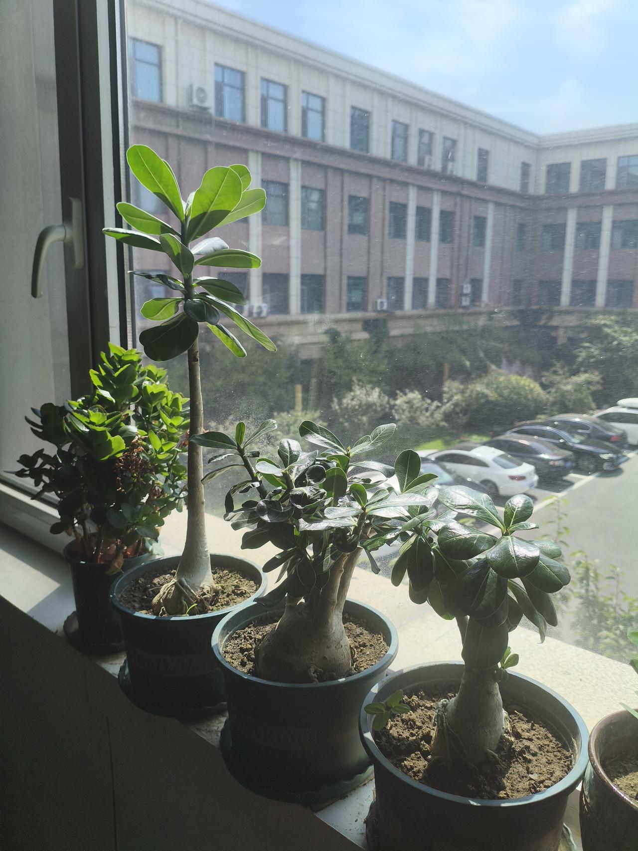 窗台上摆着几盆沙漠玫瑰绿植，阳光明媚，绿意盎然，沙漠玫瑰很容易种植，更容易打理，