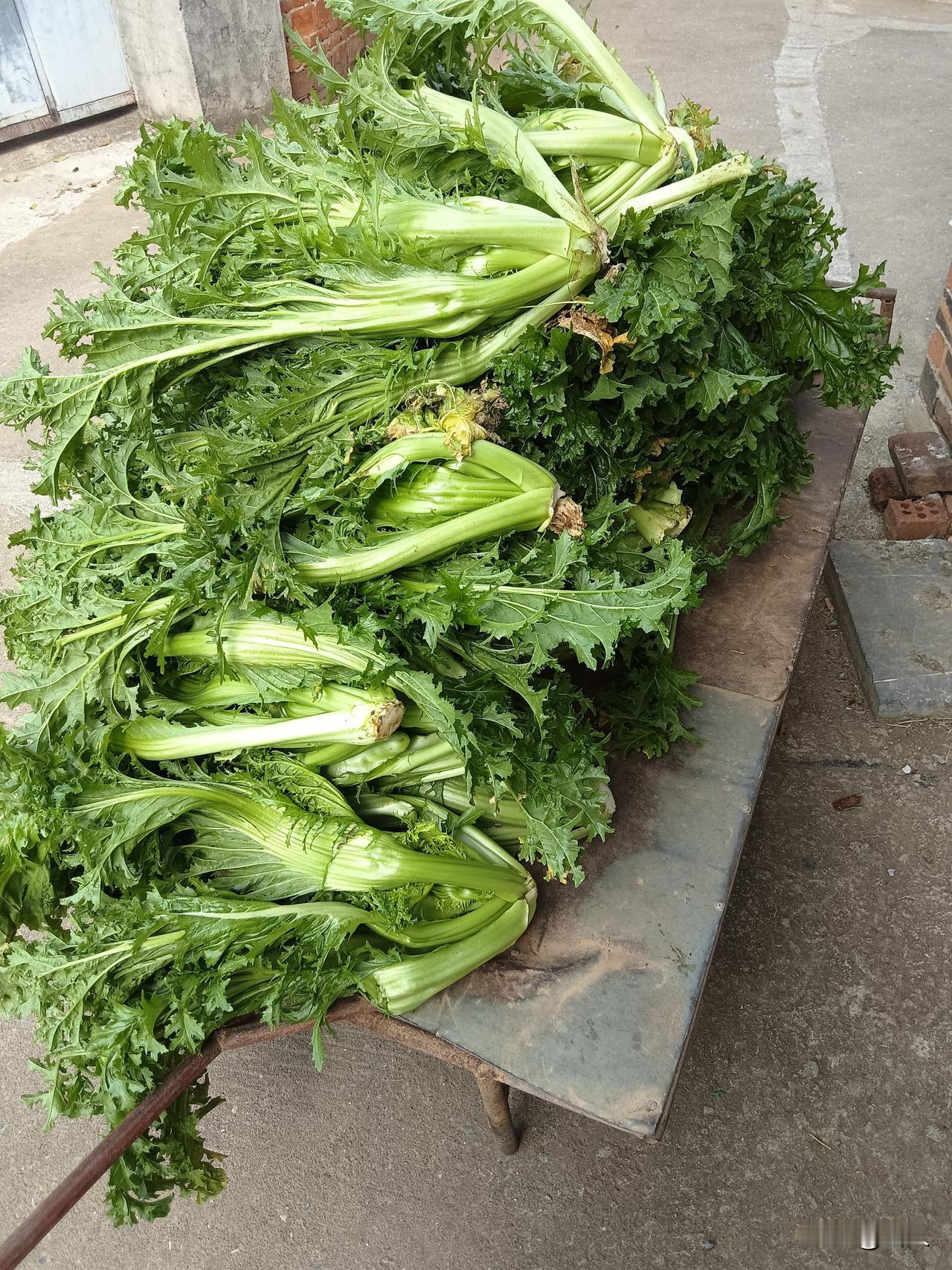 我从菜地里砍了一车菜认识不，过年初一到十五饭桌上抢手货晴好天里晒芥菜，是永州乡下