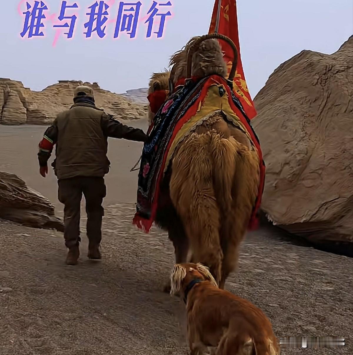 哈密巴里坤的东天山骆驼队再次出发一路向西，这次还有必要去下去吗？
    这次与