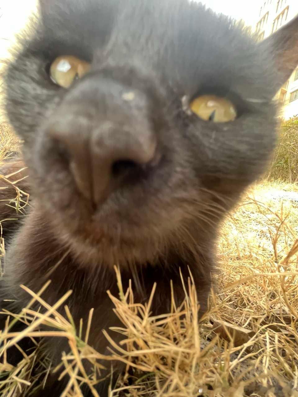 49538【丑猫】随手一拍就是咪的人生丑照。。谁来拯救不上相的咪！ 