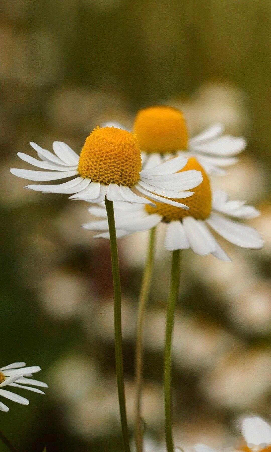 奇妙生物圈 ｜植物科普 🍀母菊（Matricaria chamomilla L