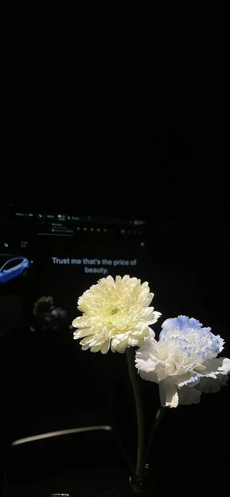 你是我残酷无章的生命里，仅存的一丝甜意，我情愿为你，一败涂地。——《药里糖》晚安