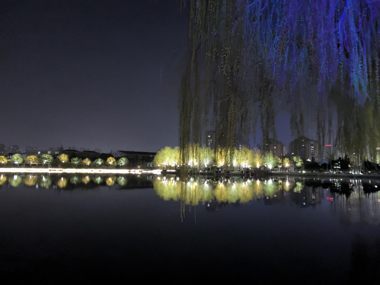 杨柳树要怎样拍好看