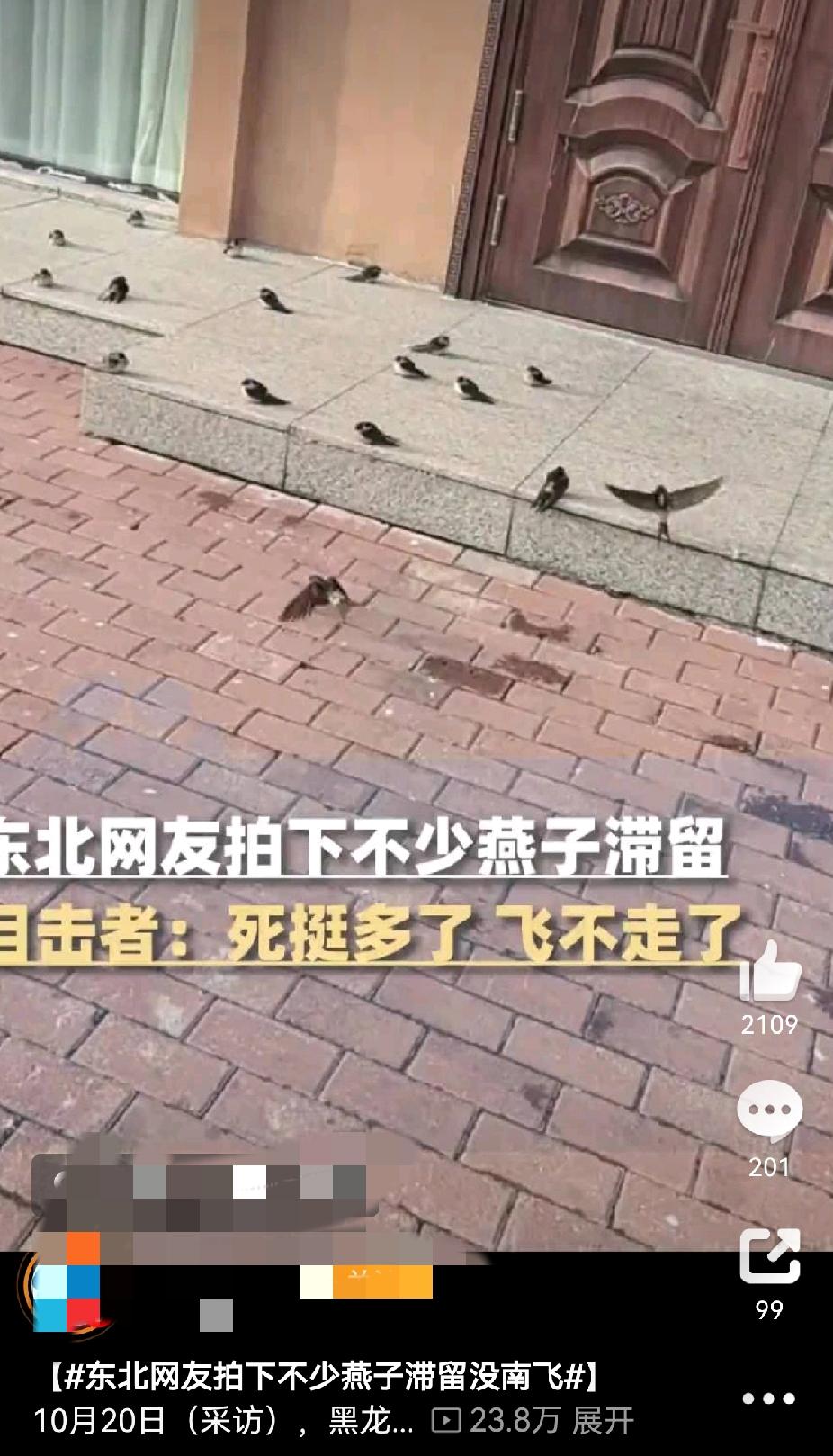 东北燕子集体“误机”？电线杆上扎堆唠嗑，降温冻得飞不动
 
家人们快看！东北都飘