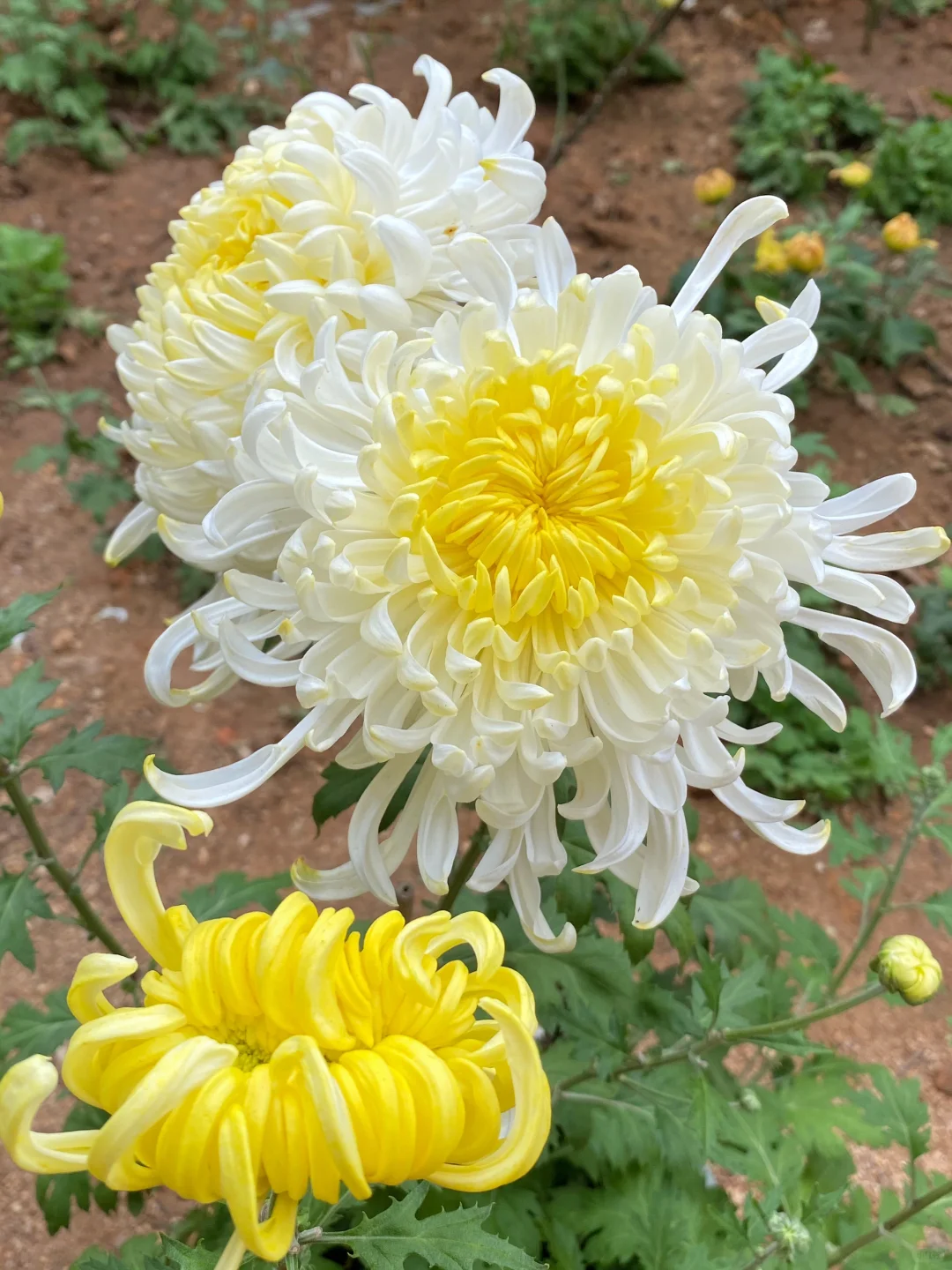 菊花届也有属于它的一个“荷包蛋”品种