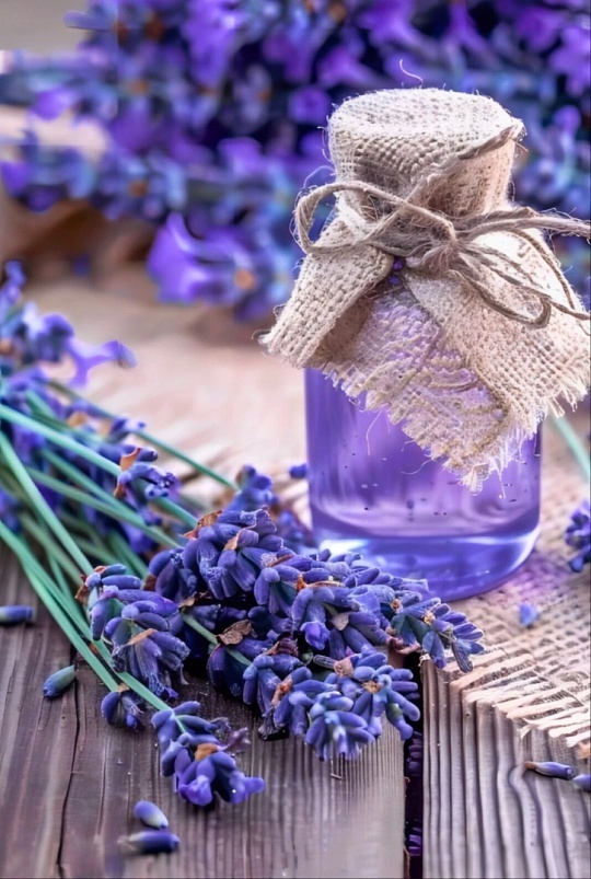 差点被薰衣草单杀本以为薰衣草是温柔安神小天使，结果一闻直接上头，头晕犯困、胸闷犯