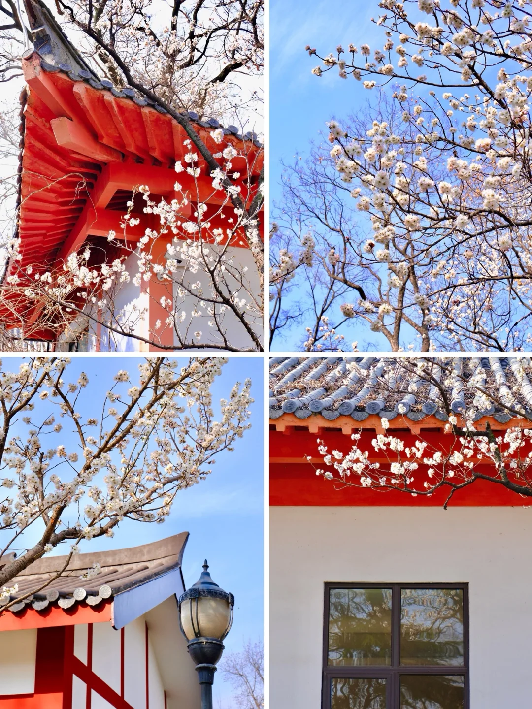 南京玄武湖绽放的早樱🤍是春天的来信💌