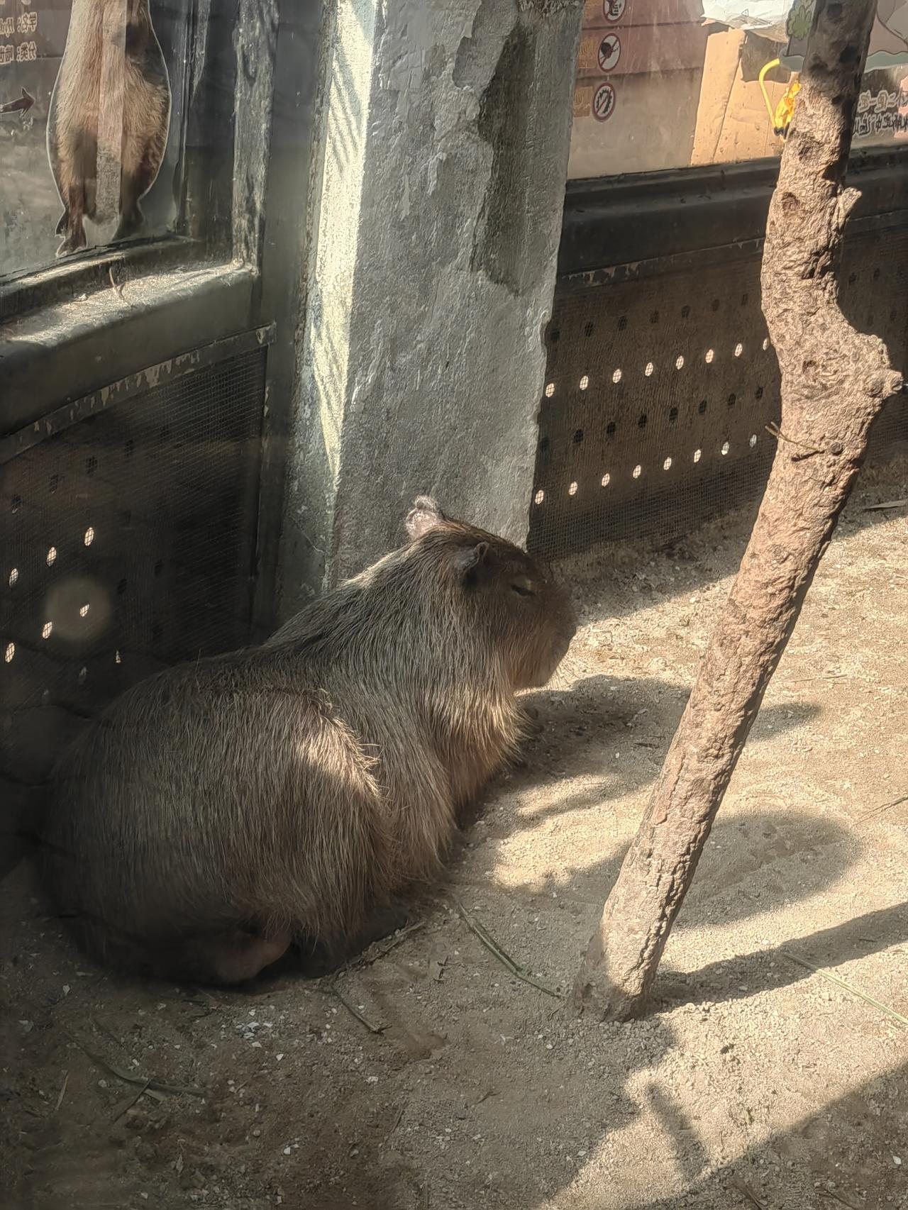 晒图笔记大赛你们想看的卡皮巴拉，养的真好。坐标广州动物园广州动物园