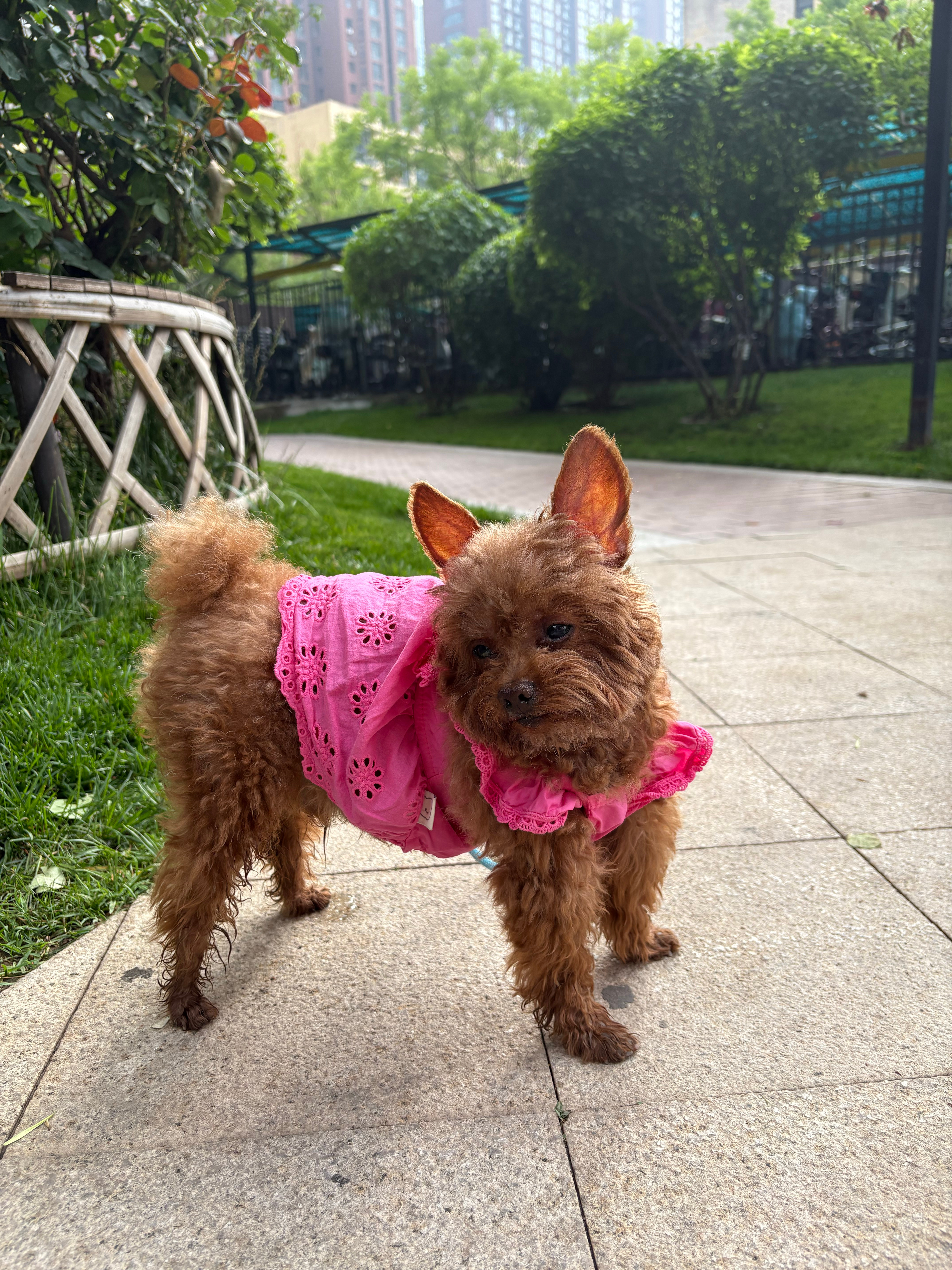 雨后☔️蚯蚓🪱和小猪🐶立耳泰迪