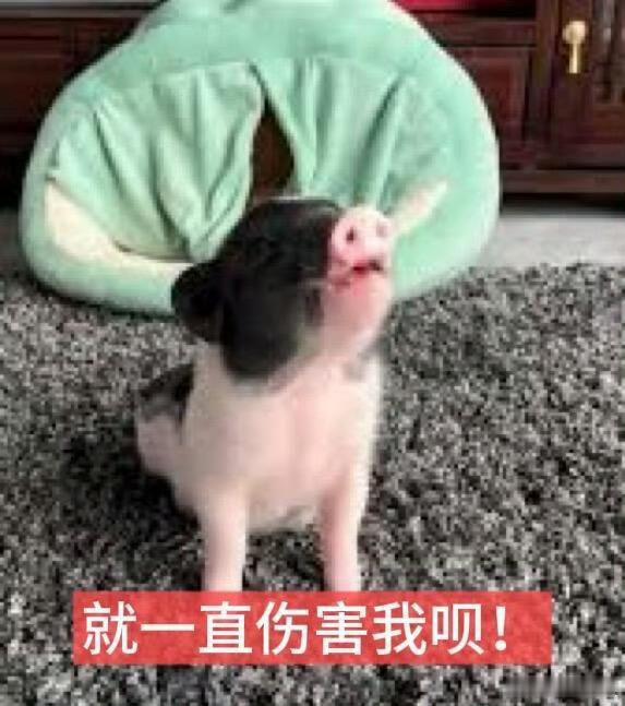 分享图片 