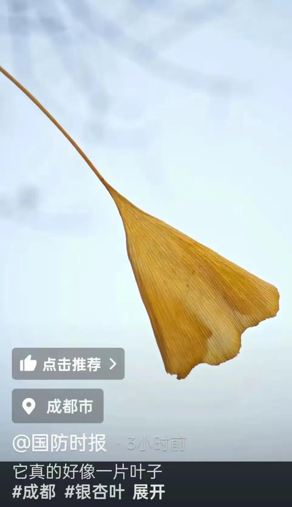 这片杏叶有多大的魔力能把美西方搞集体破防？看来能用美西方听得懂的方式交流真好！要