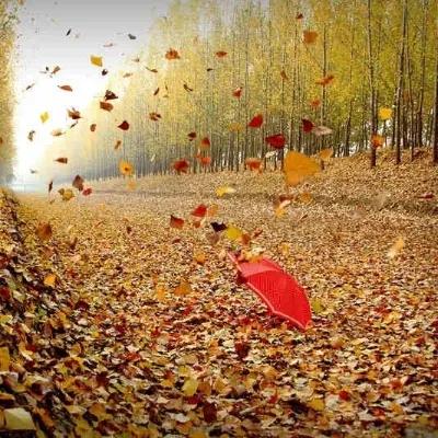 我不恋你秋风还要恋谁

撩人的秋风呀
请你别动我的窗帘
悄悄地穿过我的心尖
然后