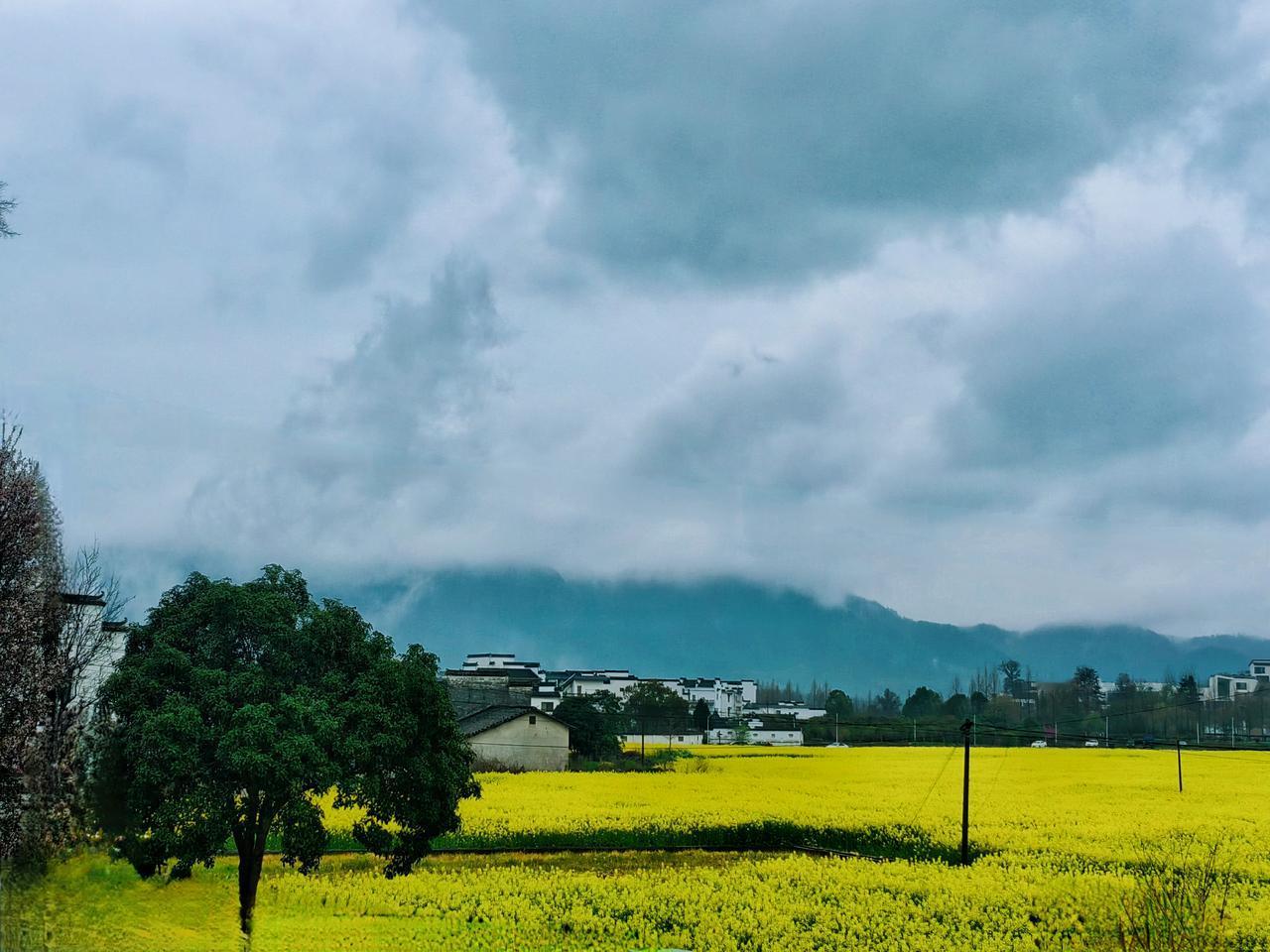 【原创】
油菜花开
微雨
便是徽州最美的时光……