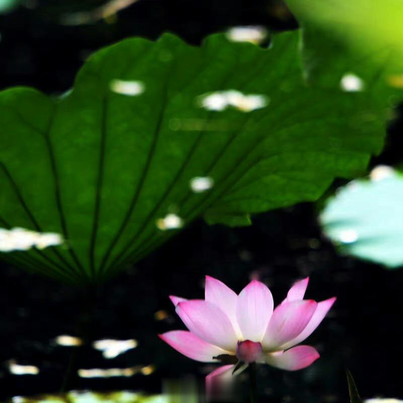 #当夏日美景遇上古诗词#宋．宋伯仁  绿盖半篙新雨，红香一点清风。天赋本根如玉，