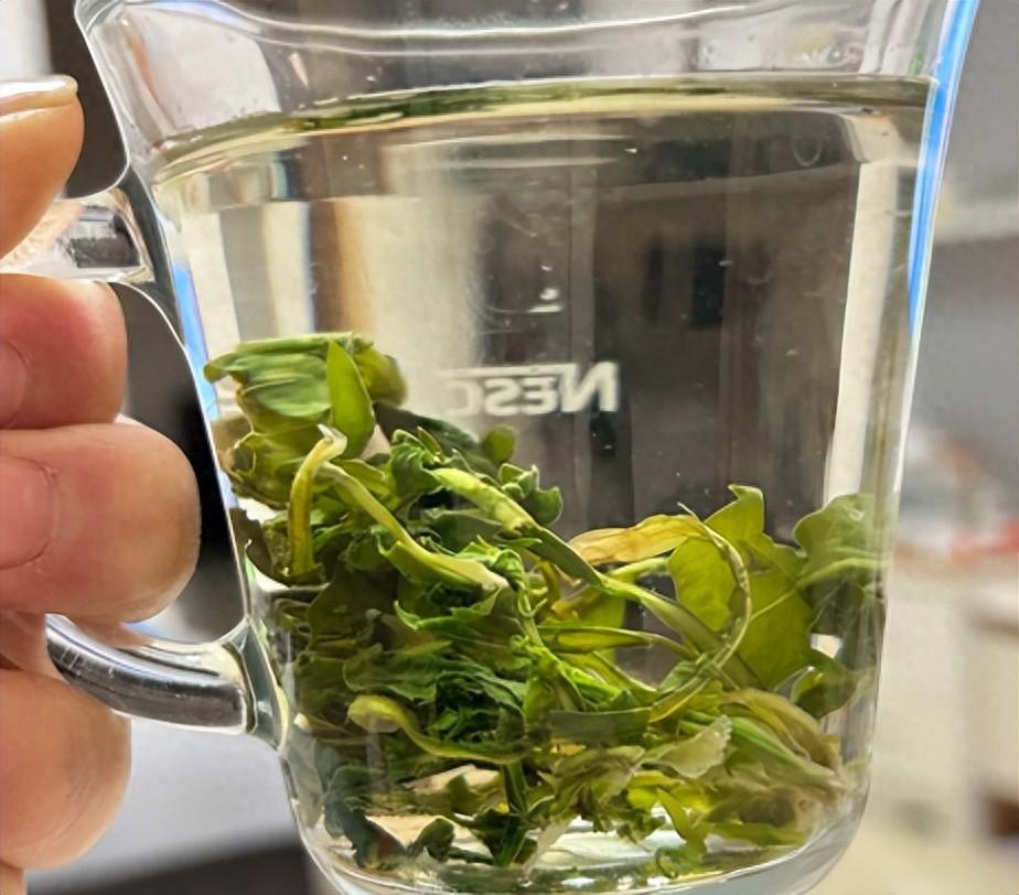 蒲公英再次走红？发现：常喝蒲公英茶，身体5个好处跑不了，可3类人不宜喝

蒲公英