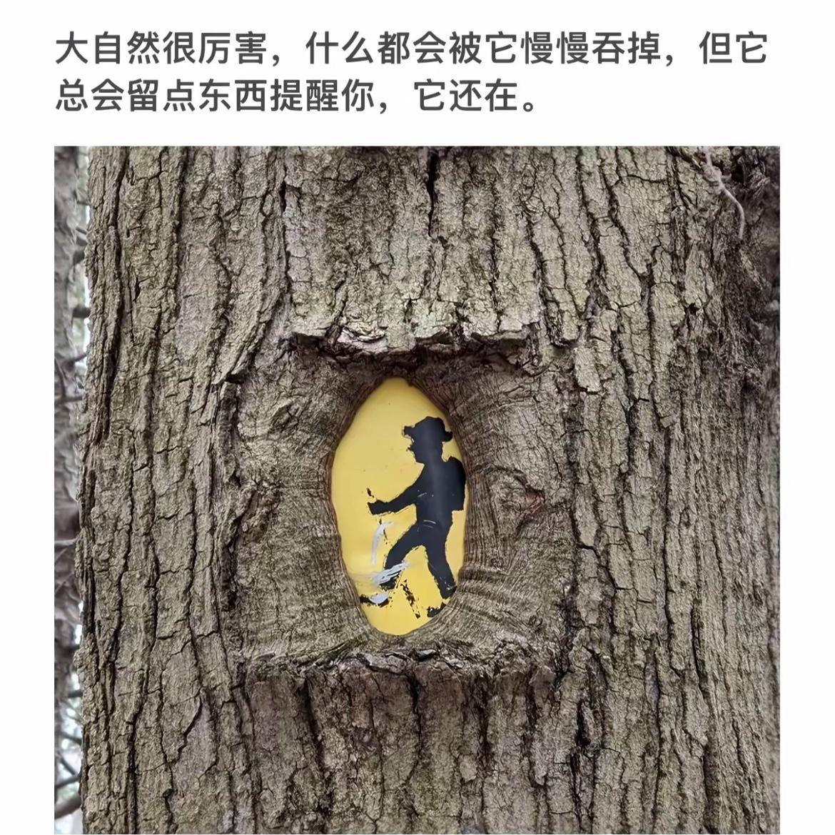 大自然的力量与艺术完美融合，树上的小画引人深思。