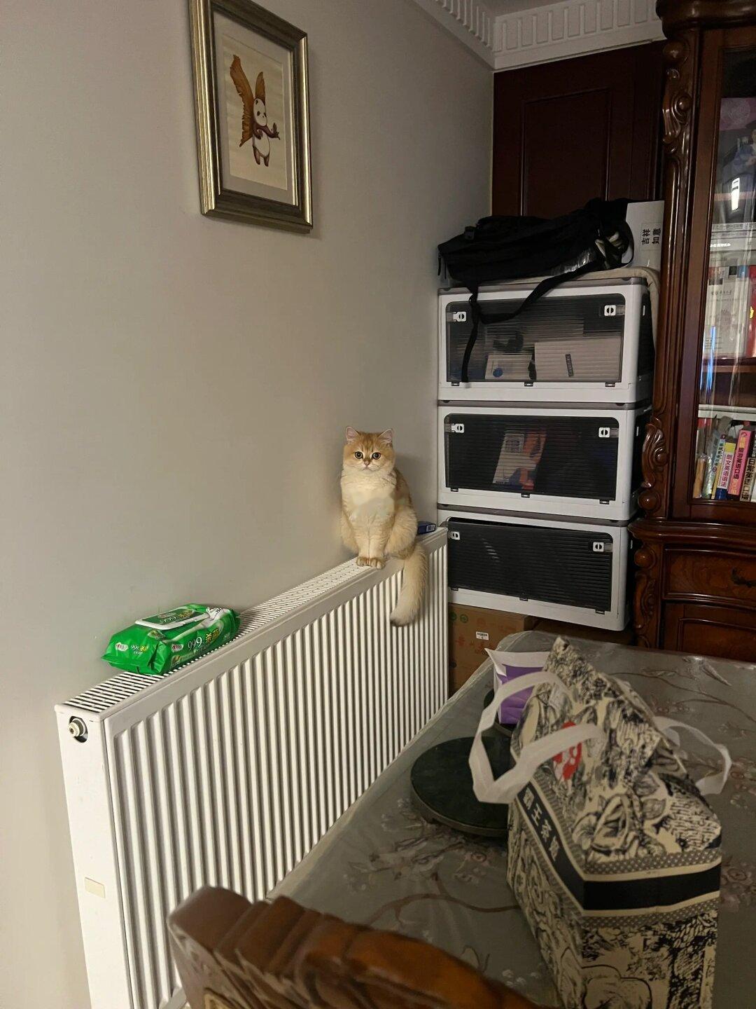 在家发现一只小狐狸（猫）！！！