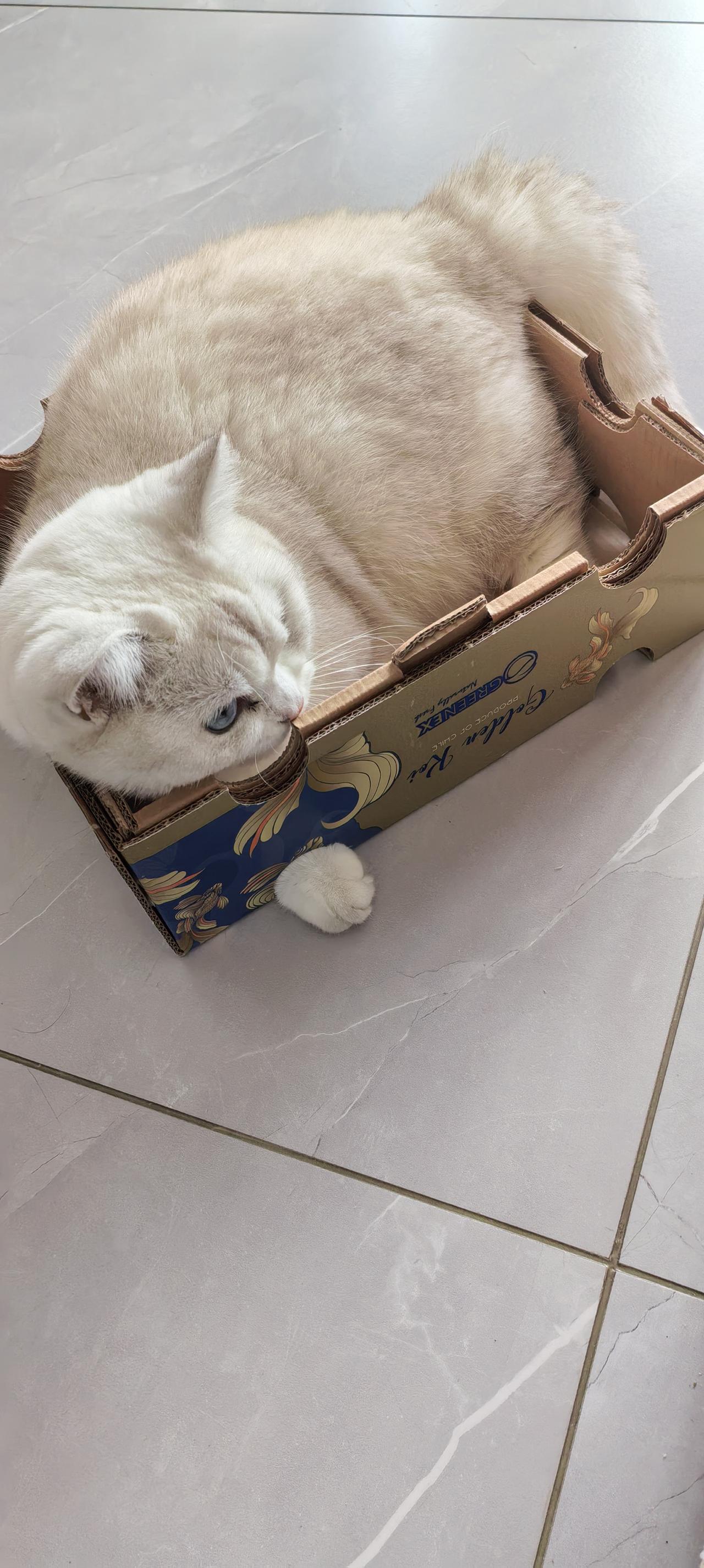 可爱猫咪,你喜欢吗? 我家也
养了一只小猫名叫雪糕。但是我们家里的雪糕小猫呀，是