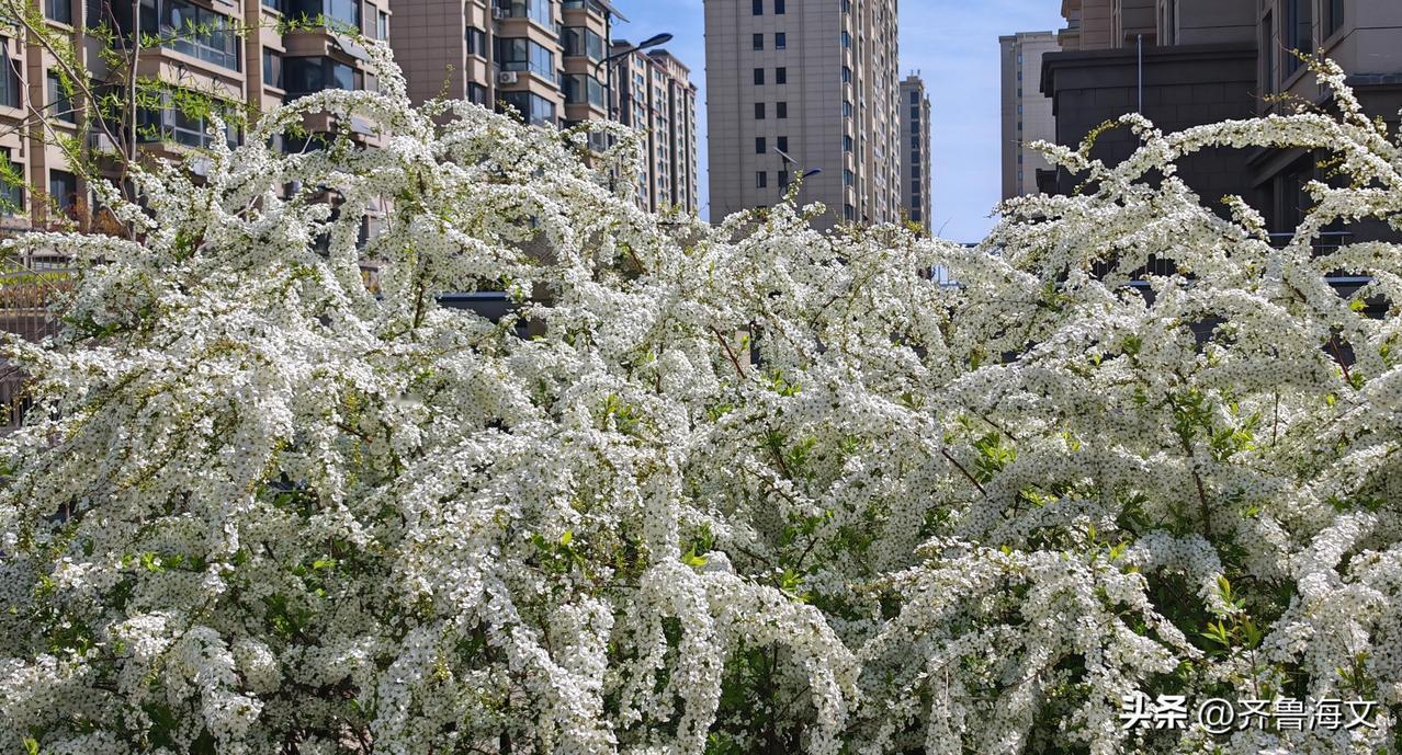 疑似雪花落满枝  实为雪柳笑颜开