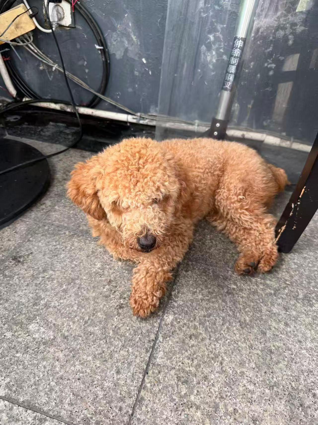 珠海，谁家泰迪犬走失了？
谁家的小狗在一中高中部附近跑丢了？主人速速联系我！恳请